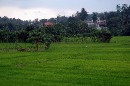 DSC_0503 Rice Field 3 * 3008 x 2000 * (1.49MB)